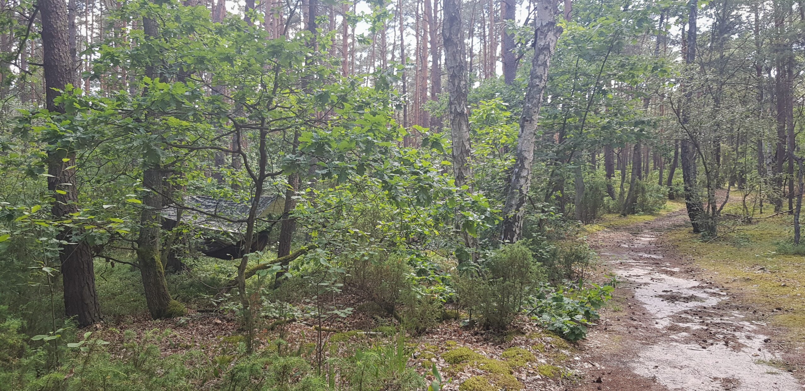 THERMO-Tarp™ 3×3 / camo 2 3x3 THERMO Tarp CAMO in the woods scaled THERMO-Tarp™ 3×3 / camo - Image 2